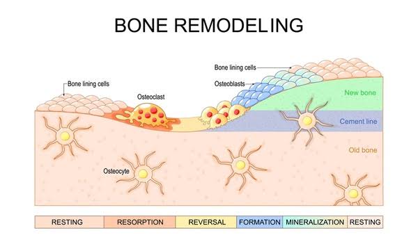 BONE MODELING AND REMODELING: A SIMPLE GUIDE