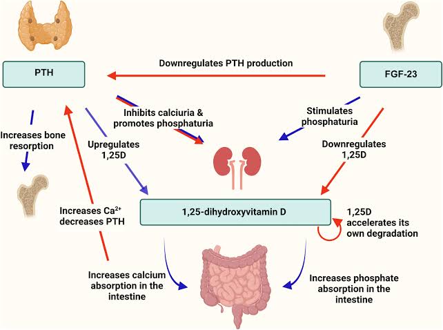 HOW CALCIUM AND PHOSPHATE ARE ABSORBED, USED, AND REMOVED