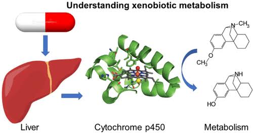 XENOBIOTIC METABOLISM: KEY COMPONENTS AND THEIR BIOLOGICAL IMPACT
