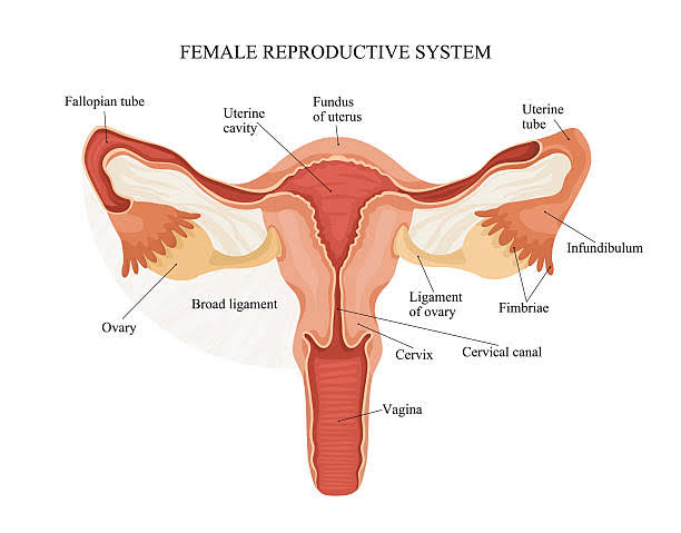 HISTOLOGY OF OVARY AND FALLOPIAN TUBES
