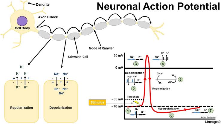 ACTION POTENTIAL OF NEURONS