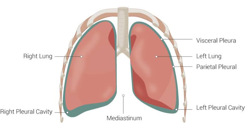 LOWER RESPIRATORY TRACT, PLEURA, LUNG AND MEDIASTINUM