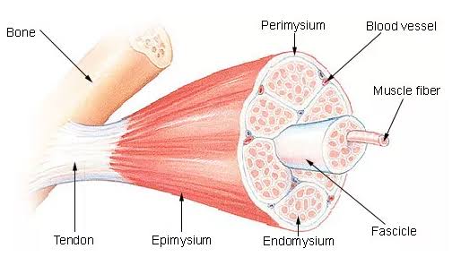 MUSCLE REMODELING