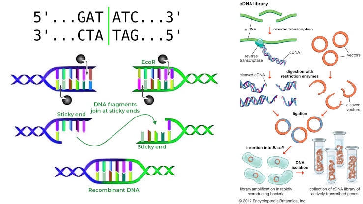 TOOLS OF GENETIC ENGINEERING: RESTRICTION ENDONUCLEASES