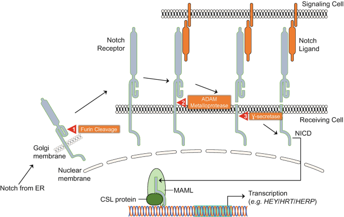 SIGNALING PATHWAYS DEPENDING ON PROTEOLYSIS