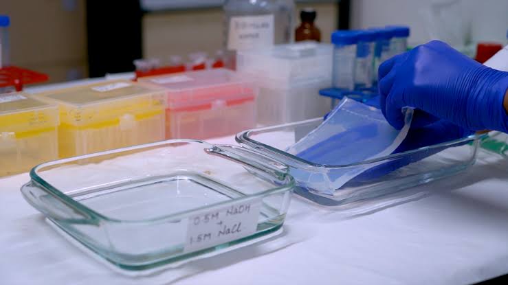 SOUTHERN HYBRIDIZATION OF BACILLUS SUBTILIS GENOME WITH PROBE AND NON-RADIOACTIVE DETECTION