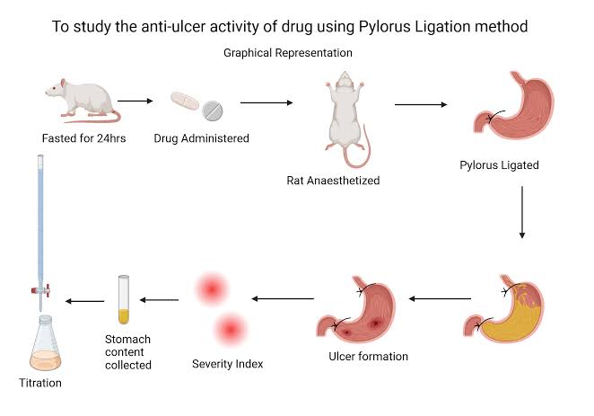 THE STUDY OF ANTI-ULCER ACTIVITY OF A DRUG