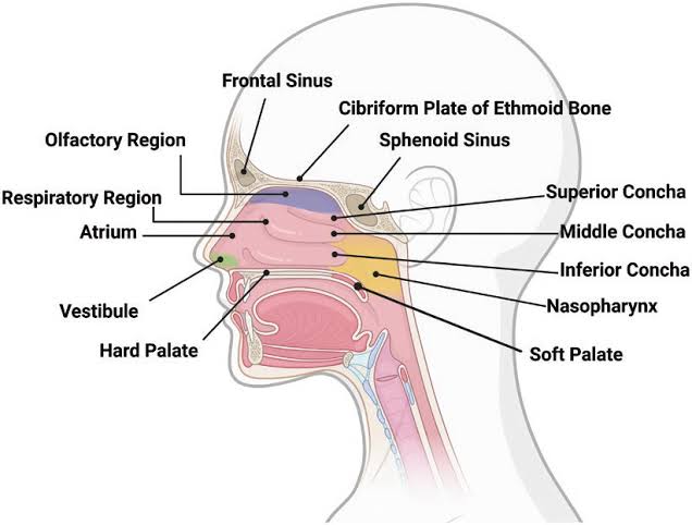 RESPIRATORY TRACT HISTOLOGY: A QUICK STUDY GUIDE