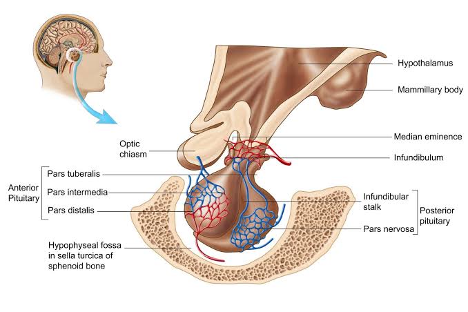 HOW THE HYPOTHALAMUS AND PITUITARY WORK TOGETHER