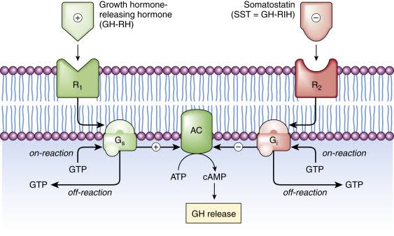 SECOND MESSENGERS IN CELL COMMUNICATION