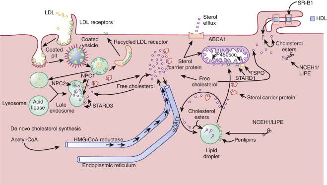 A SIMPLE GUIDE TO ENDOCRINOLOGY IN BIOCHEMISTRY