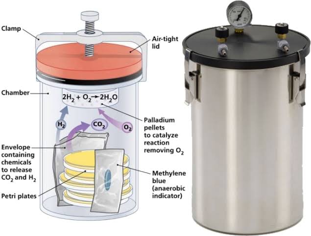 MAXIMIZING LABORATORY EFFICIENCY: A GUIDE TO ANAEROBIC INCUBATION