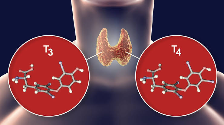 UNDERSTANDING THYROID HORMONES AND THEIR ROLE IN YOUR BODY