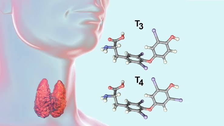 HOW BODY CHEMISTRY CONTROLS THYROID HORMONE PRODUCTION AND USE