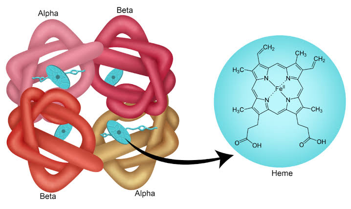 BASICS OF HEME AND PORPHYRIN PRODUCTION AND BREAKDOWN