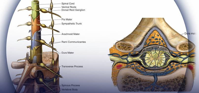 NEURO-AXIAL ANESTHESIA