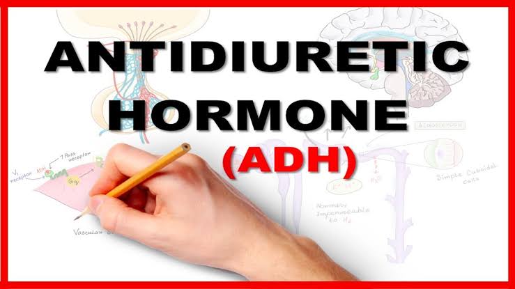 MAJOR PHYSIOLOGICAL EFFECTS OF ANTIDIURETIC HORMONE AND OXYTOCIN