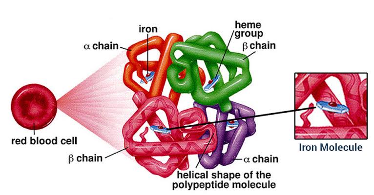 KEY FACTS ABOUT GLOBULAR PROTEINS YOU SHOULD KNOW