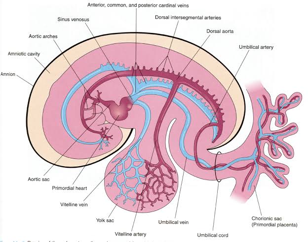 DEVELOPMENT OF THE VASCULAR SYSTEM