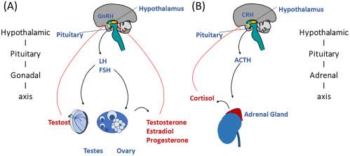 THE BASICS OF STEROIDOGENESIS