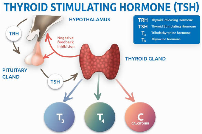 BIOCHEMICAL ASPECTS OF THYROID HORMONES METABOLISM