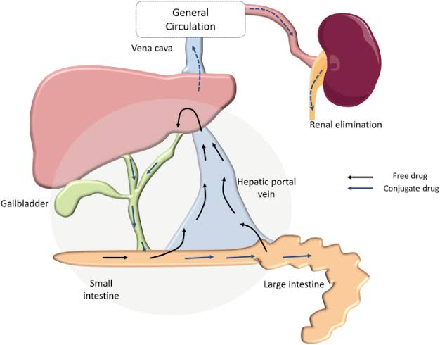 KEY FACTS ABOUT DRUG EXCRETION YOU NEED TO KNOW