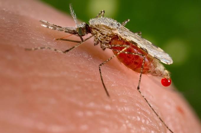 PATHOLOGY OF MALARIA