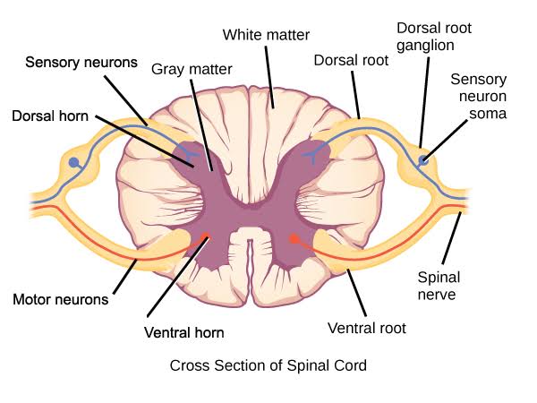 USUAL FEATURES OF INTRINSIC AND EXTRINSIC SPINAL CORD LESIONS