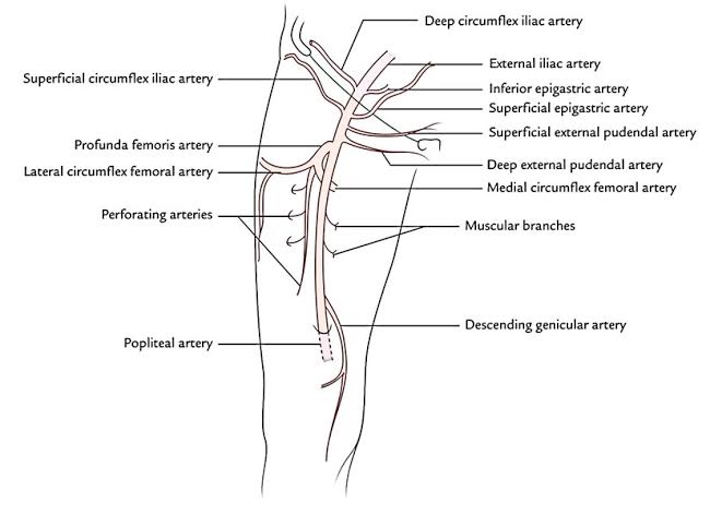 BLOOD SUPPLY OF THIGH