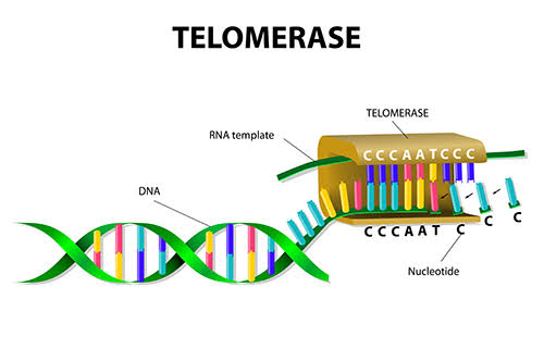 MOLECULAR BIOLOGY OF THE TELOMERE AND TELOMERASE