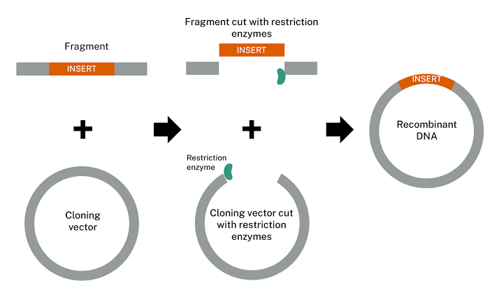 BASIC PRINCIPLES OF CLONING