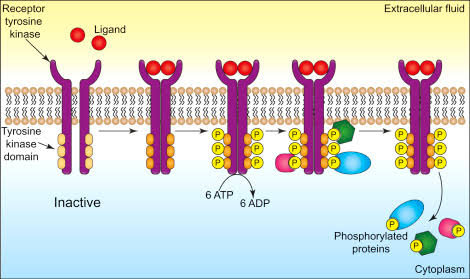 SIGNALING THROUGH ENZYME-COUPLED RECEPTORS