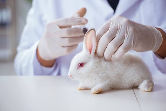 THE RABBIT PYROGEN TEST
