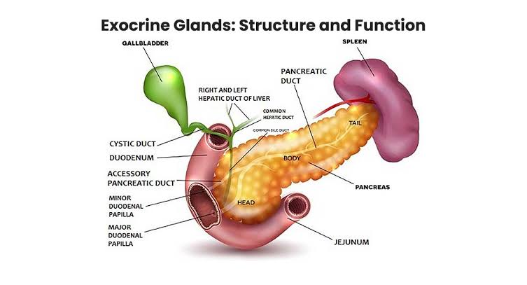KEY FEATURES OF ENDOCRINE GLAND MORPHOLOGY EXPLAINED