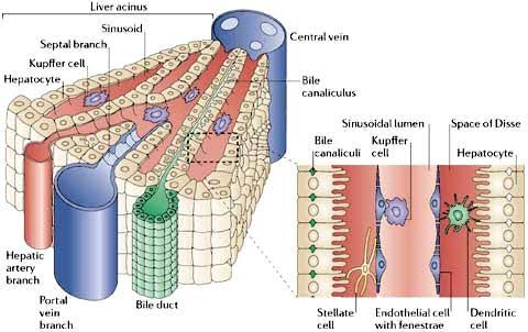 LIVER TISSUE ANALYSIS: UNVEILING CELLULAR STRUCTURES AND FUNCTIONS