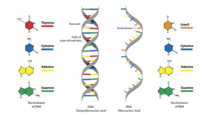 KEY FACTS ABOUT NUCLEOTIDES: STRUCTURE AND FUNCTIONS
