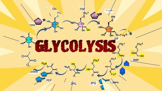 GLYCOLYSIS: EASY GUIDE TO THE METABOLIC PROCESS