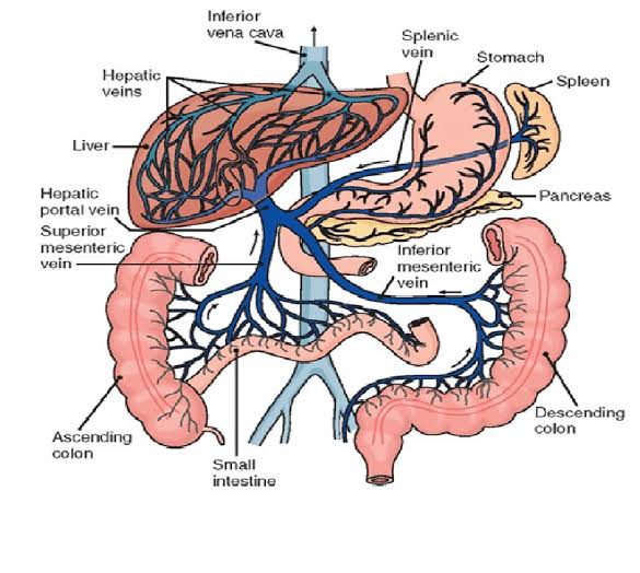 A COMPREHENSIVE GUIDE TO THE HEPATIC PORTAL SYSTEM AND ITS ROLE IN HUMAN PHYSIOLOGY