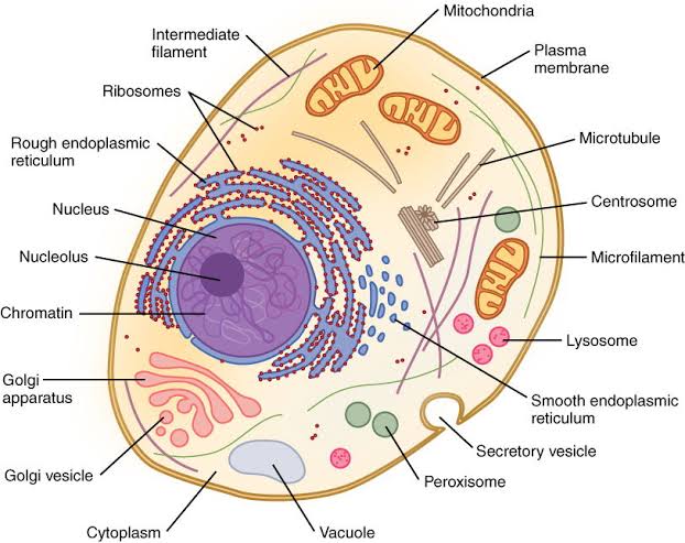INTRODUCTION TO CELL