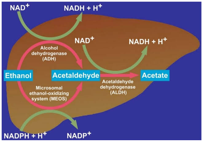 ETHANOL METABOLISM IN THE LIVER AND POTENTIAL SIDE EFFECTS