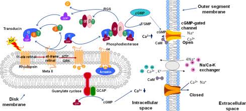 THE INTRICATE DANCE OF LIGHT: A COMPREHENSIVE GUIDE TO PHOTOTRANSDUCTION