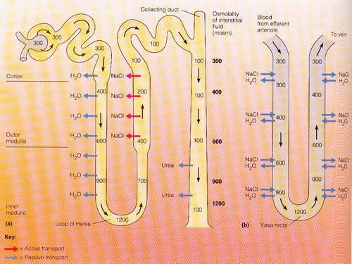 RENAL CONCENTRATION AND DILUTION OF URINE