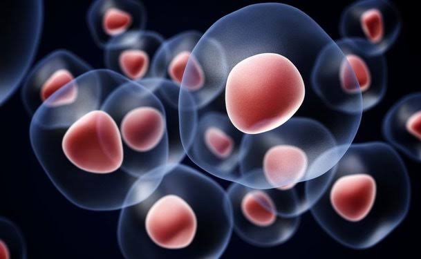 GROWTH FACTORS AND CYTOKINES
