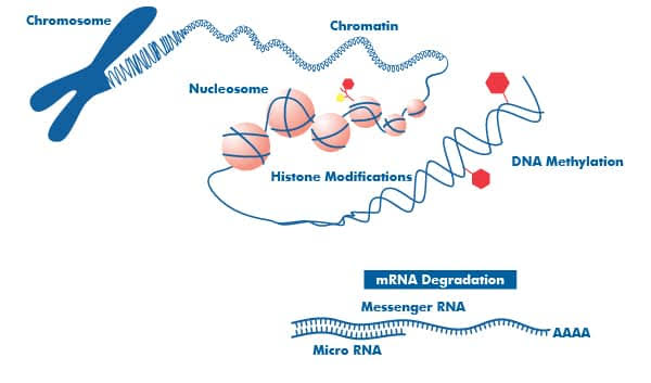 CONCEPTS OF EPIGENETICS