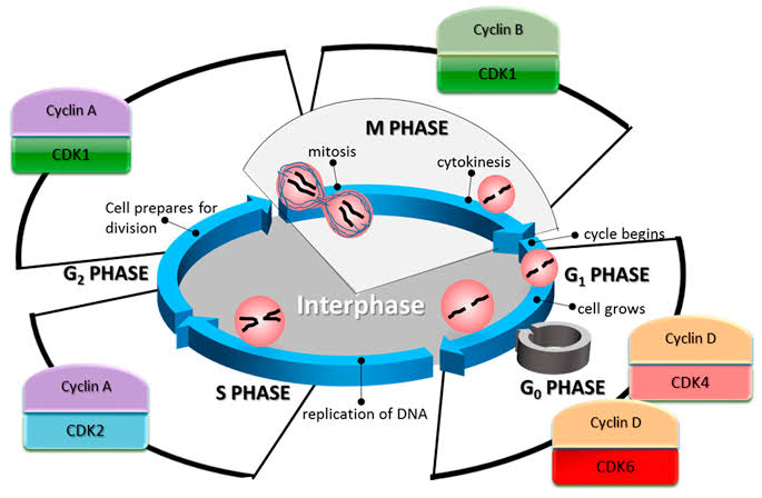 REGULATION OF CELL CYCLE BY PROTEIN KINASES