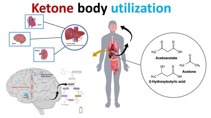 THE ROLE OF KETONE BODIES IN ENERGY AND HEALTH
