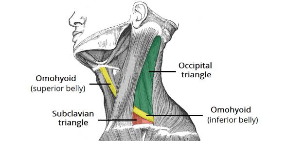 A DEEP DIVE INTO THE POSTERIOR TRIANGLE OF THE NECK: ANATOMY, IMPORTANCE, AND DISORDERS