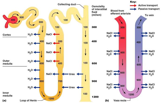 SIMPLE GUIDE TO URINE CONCENTRATION AND DILUTION IN THE BODY