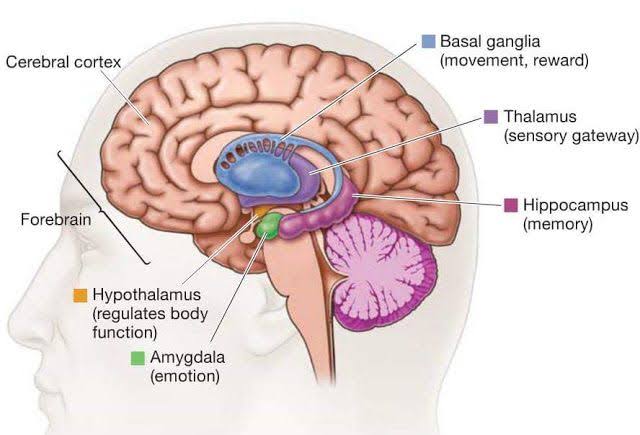 THE ROLE OF BASAL GANGLIA: ESSENTIAL FUNCTIONS AND DISORDERS EXPLAINED