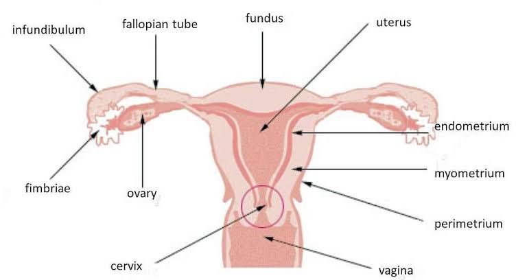 EMBRYOLOGICAL DEVELOPMENT OF THE FEMALE GENITAL TRACT